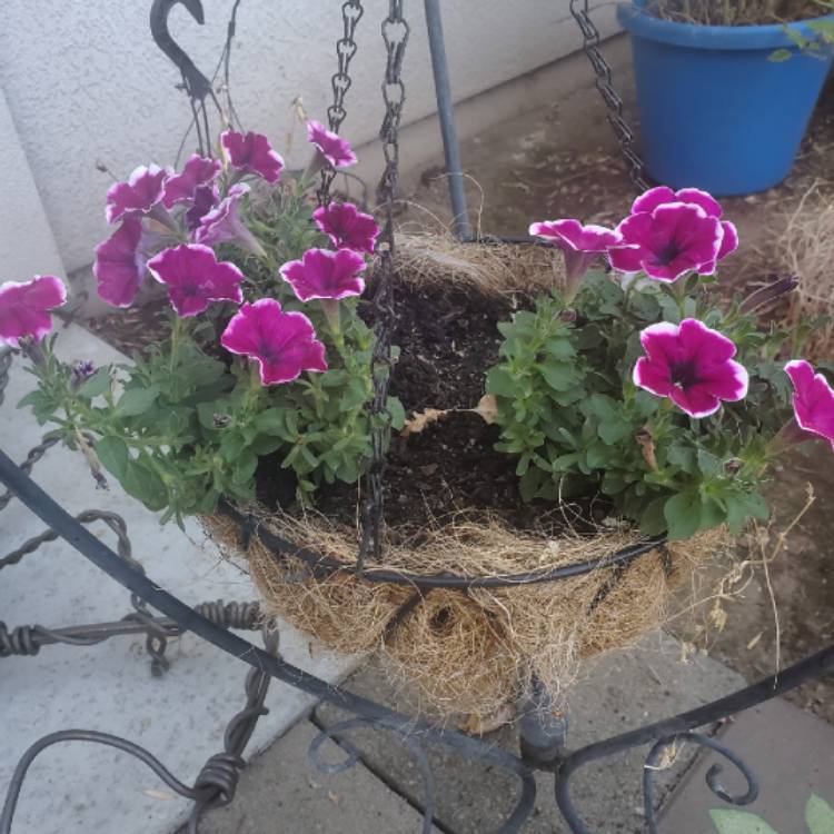 plant image 1566899