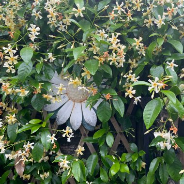 Marg's garden