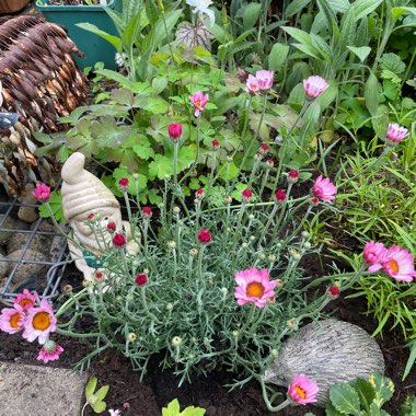 Marg's garden