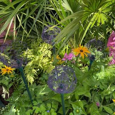 Marg's garden