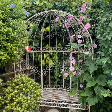 Marg's garden