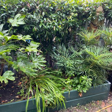 Marg's garden
