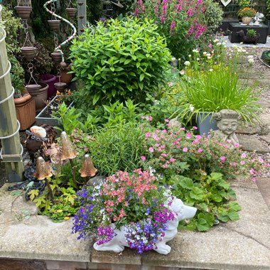 Marg's garden