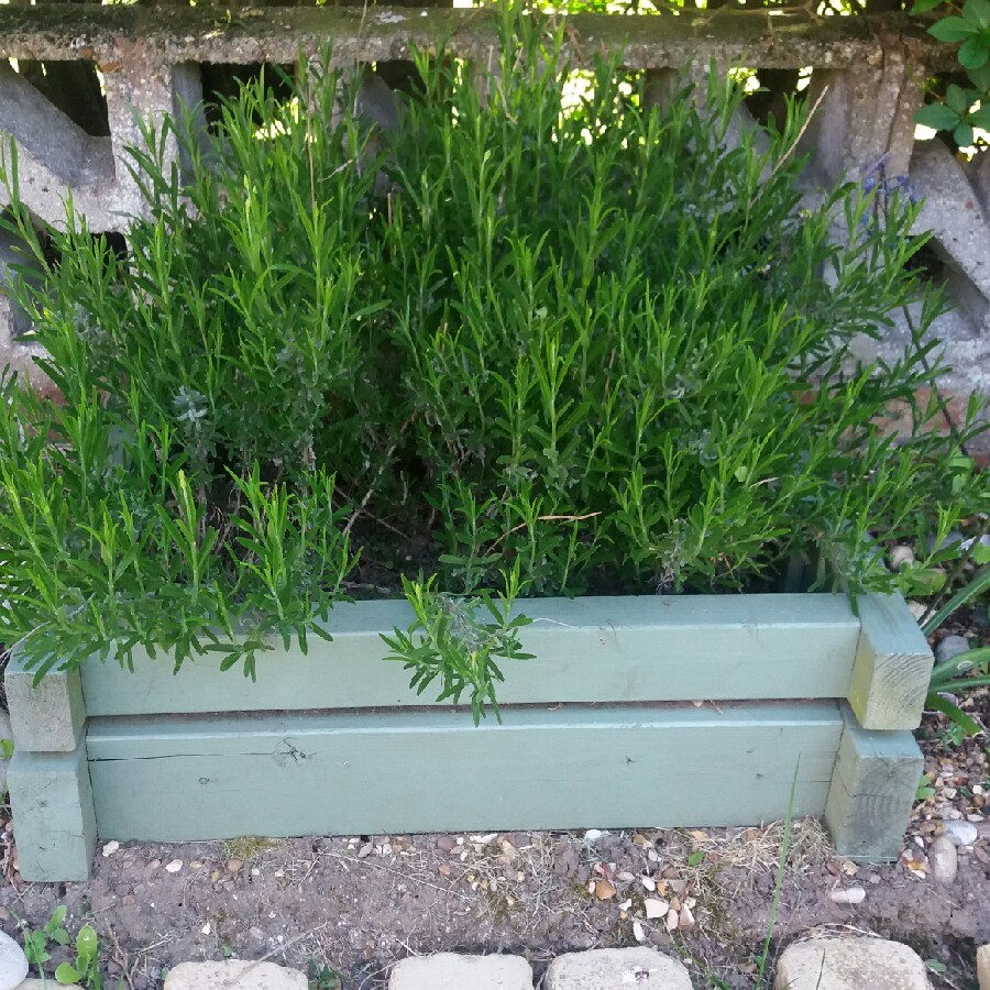 plant image 76968
