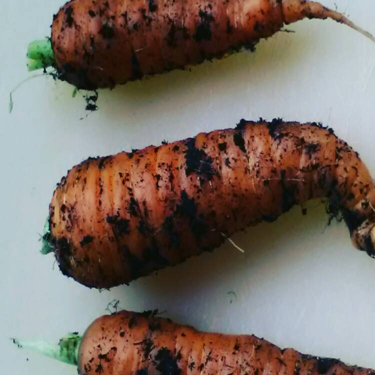 Plant image Daucus carota subsp. sativus 'Amsterdam Forcing 2'