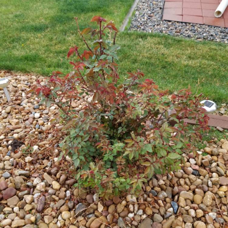 Plant image Rosa 'Camp David'