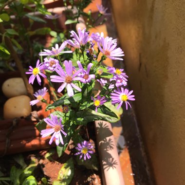 Daksha's garden