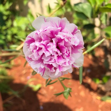 Daksha's garden