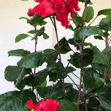 Daksha's garden