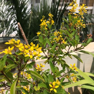 Daksha's garden