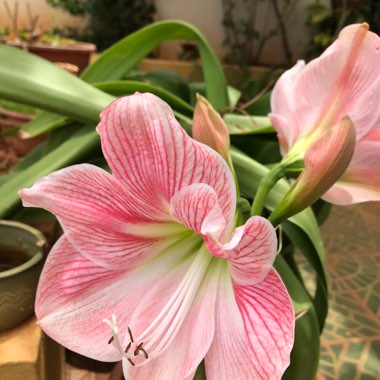 Daksha's garden