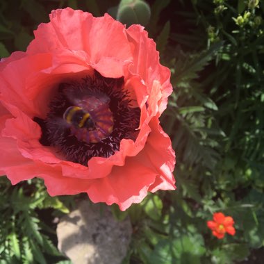 Oriental Poppy 'Princess Victoria Louise'