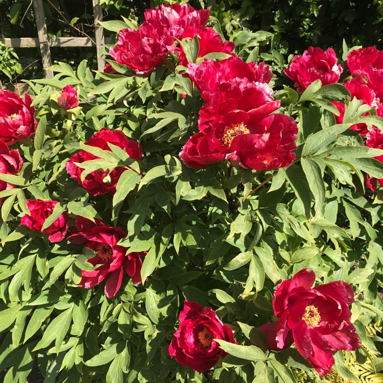 plant image 1276956
