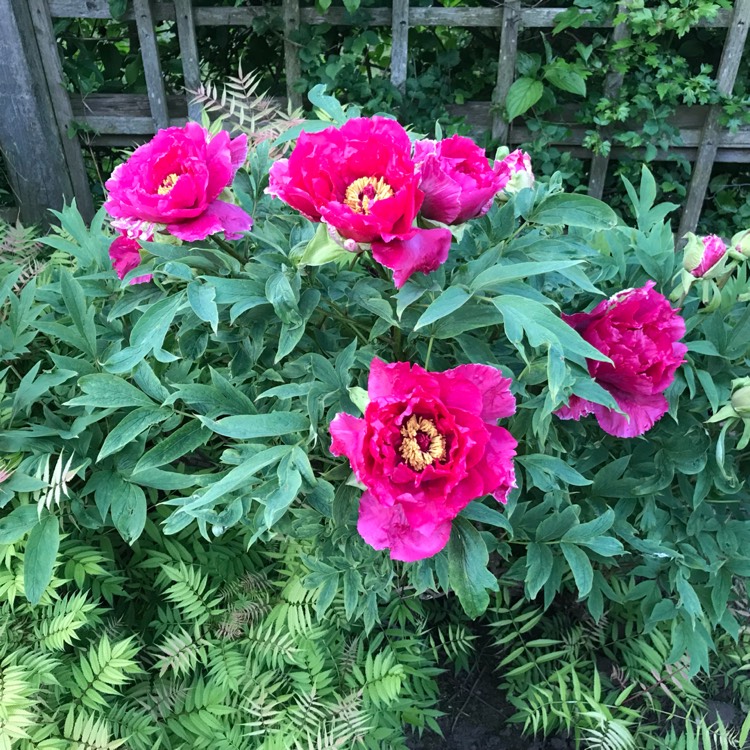 plant image 733366