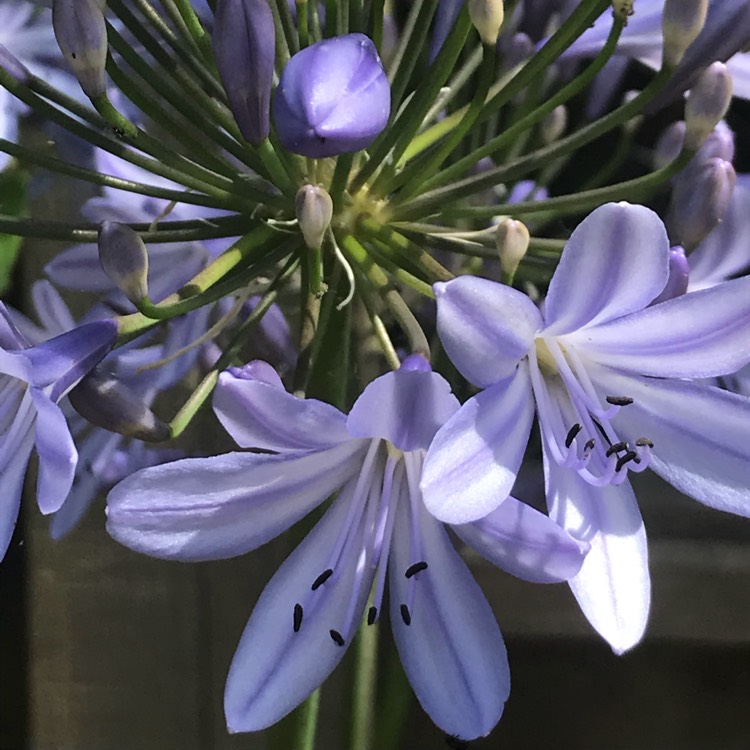 plant image 767569