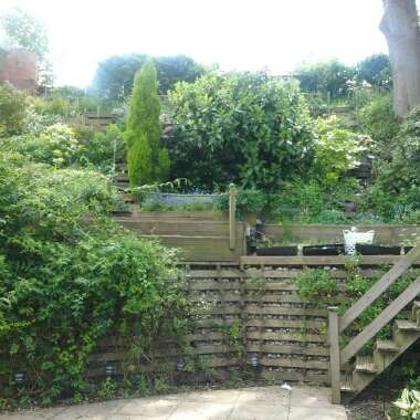 Jen's garden
