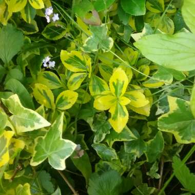 Spindle Tree 'Emerald 'n' Gold'