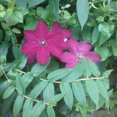 Clematis Polish Spirit