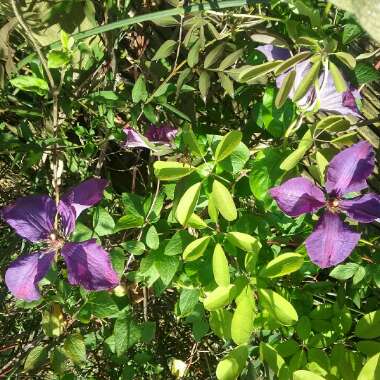 Clematis Petit Faucon Evisix