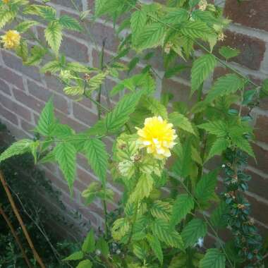Japanese Rose 'Pleniflora'