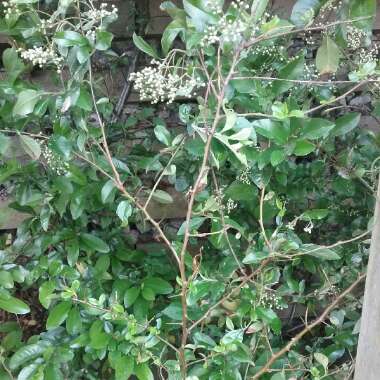 Blackthorn
