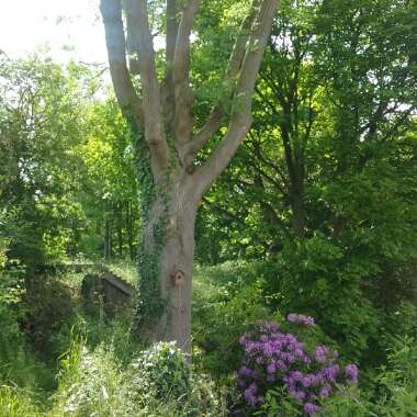 Ash tree