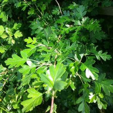 Hawthorn
