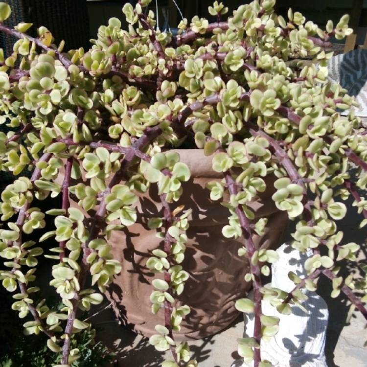 plant image 1279902