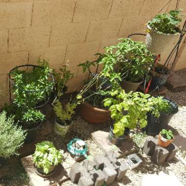 Daulton's garden