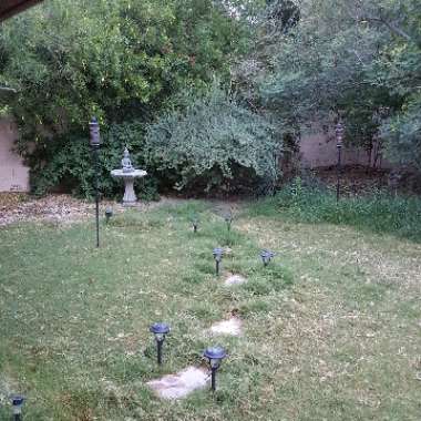 Daulton's garden
