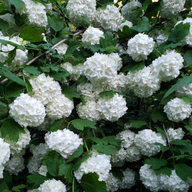 plant image 1056437