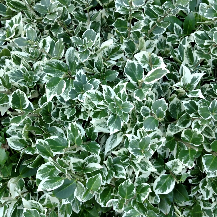 Plant image Euonymus Fortunei 'Emerald Gaiety'