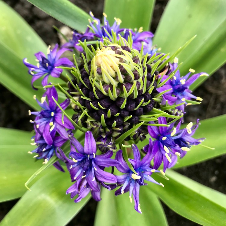 plant image 1046601
