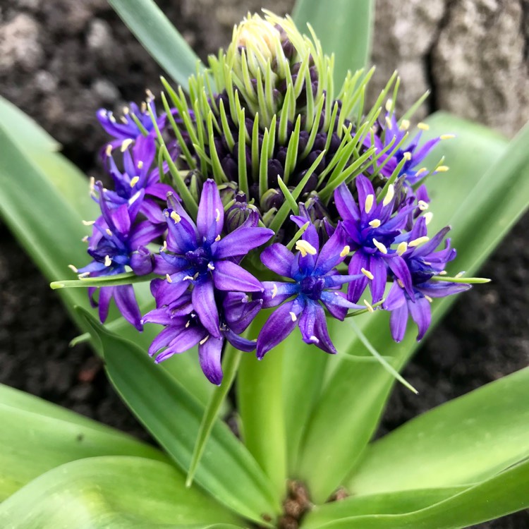 plant image 1046604