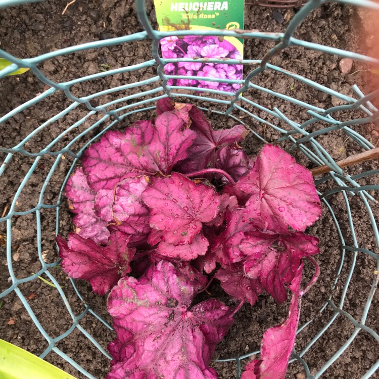 Plant image Heuchera Wild Rose