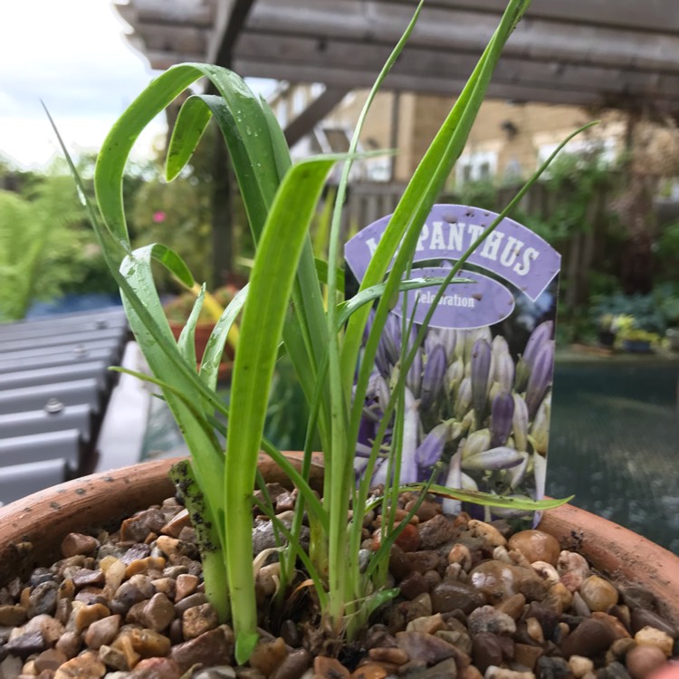 plant image 1080446
