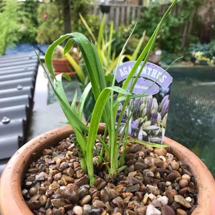 plant image 1080450