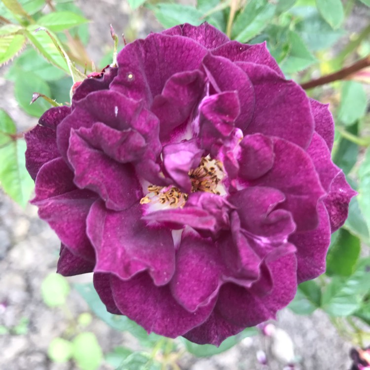 plant image 1106778