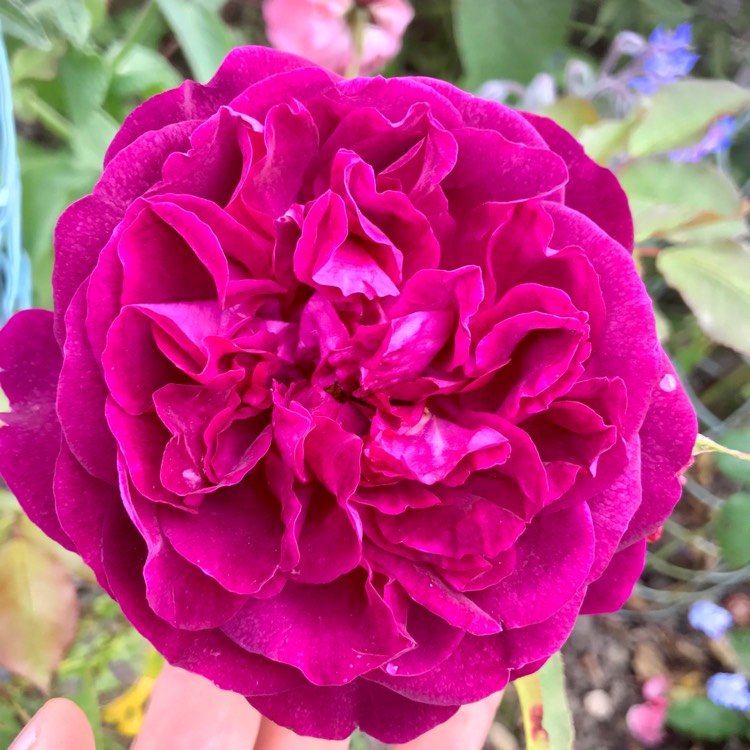 plant image 1114967