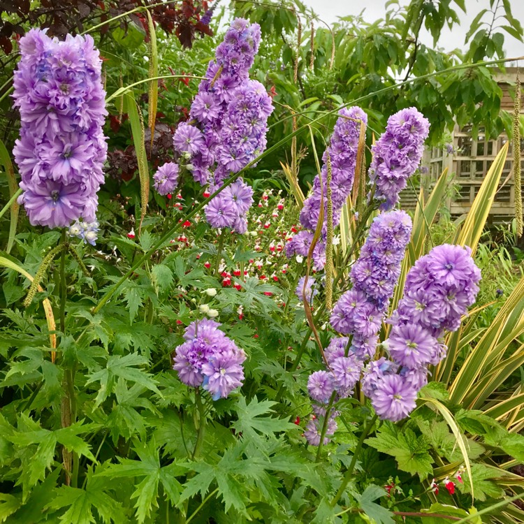 plant image 1117361