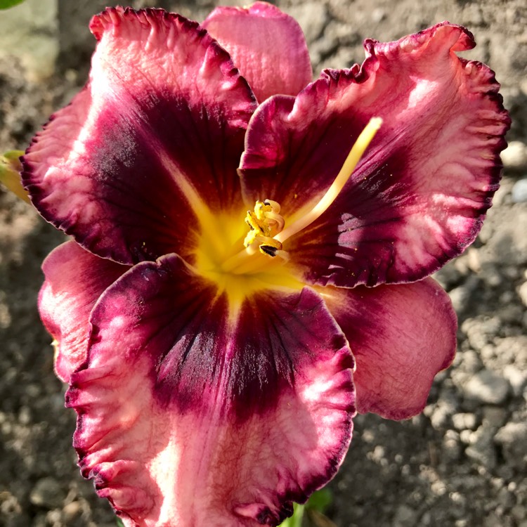 plant image 1118085