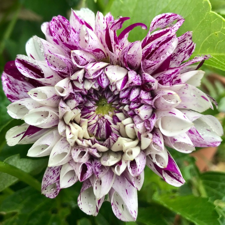 plant image 1127658