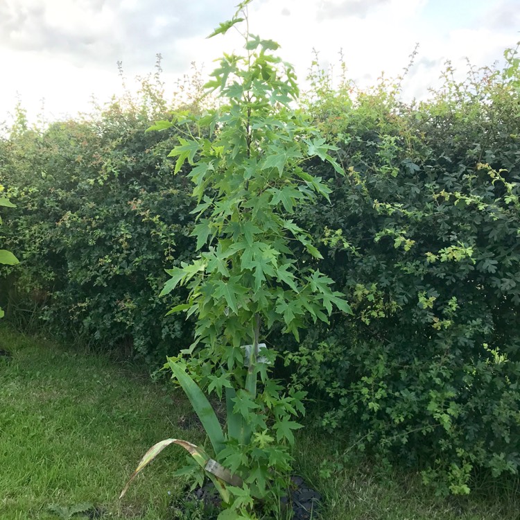 plant image 1132073