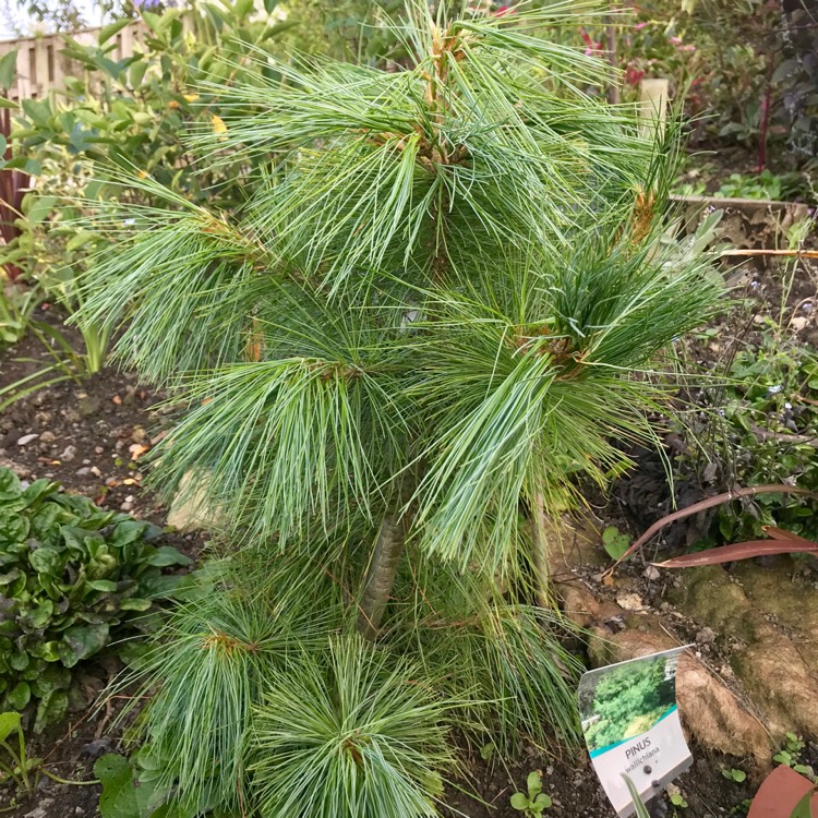 plant image 1132082