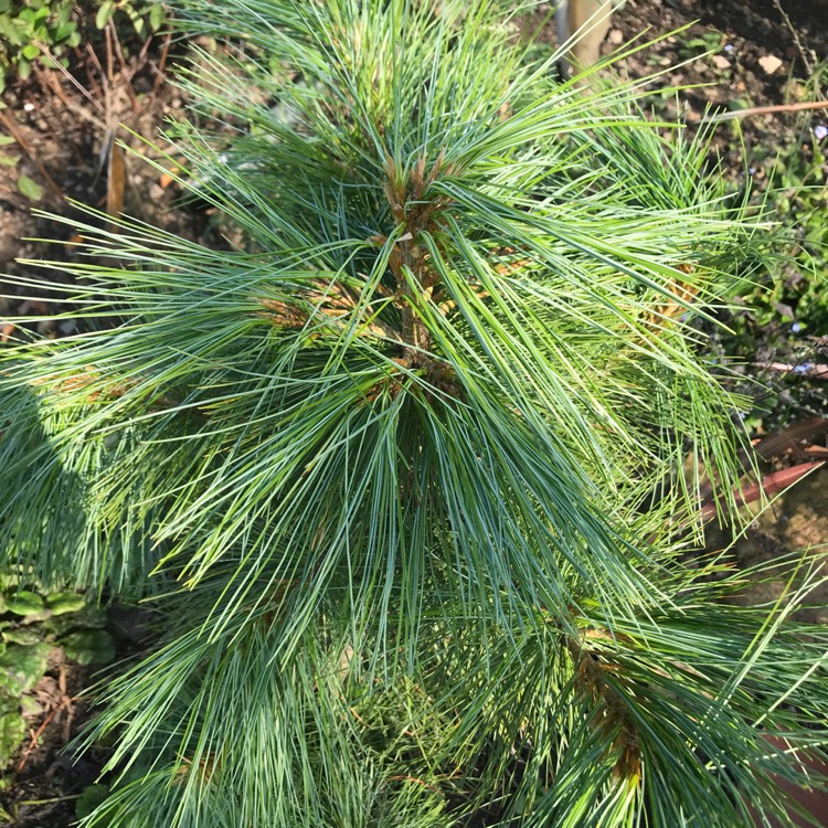 plant image 1132083
