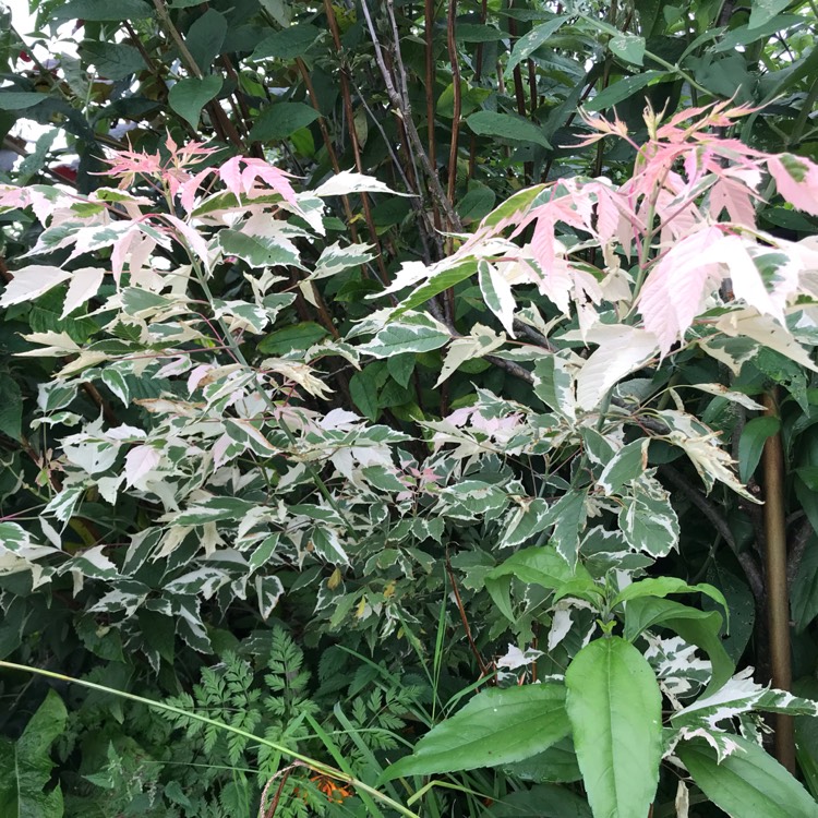 Plant image Acer negundo 'Flamingo'