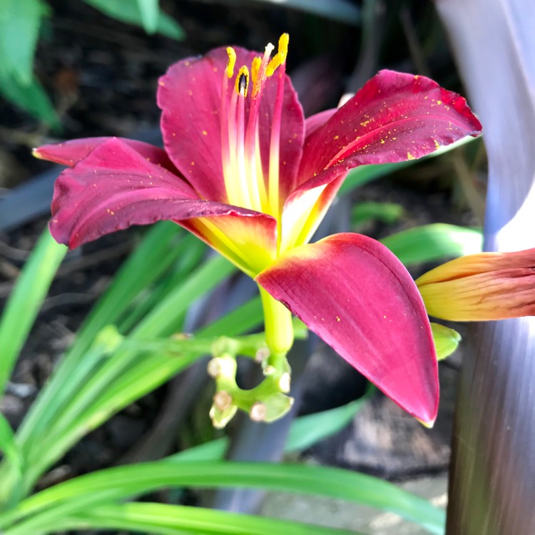 plant image 1155110