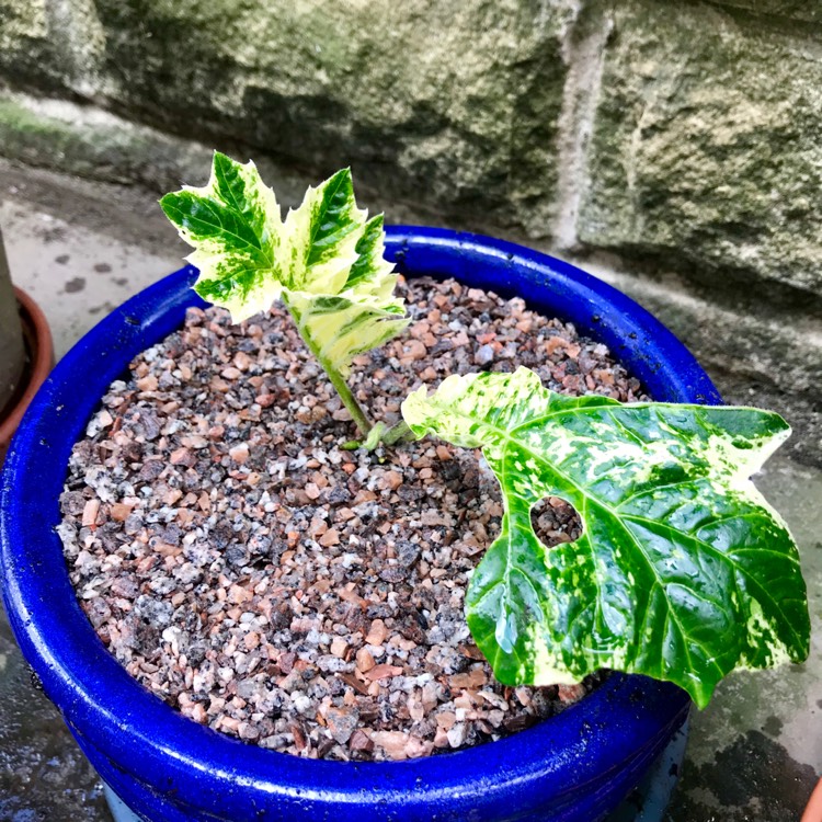 Plant image Acanthus 'Whitewater'
