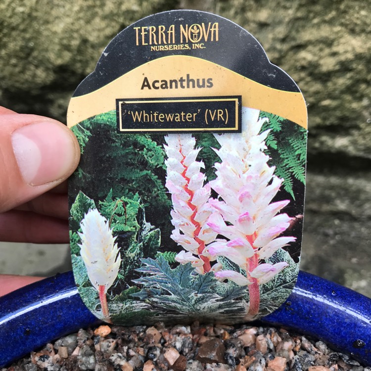 Plant image Acanthus 'Whitewater'