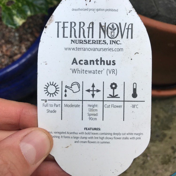 Plant image Acanthus 'Whitewater'